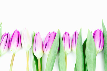 Pink tulip flowers on white background, top view, spring concept 