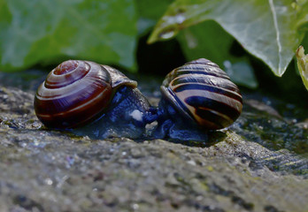 Snails on a hot and sunny rock in the countryside
