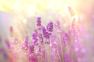 Fototapeta na wymiar Soft focus on lavender flower, lavender flowers lit by sunlight