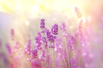 Photo sur Plexiglas Lavande Flou artistique sur la fleur de lavande, fleurs de lavande éclairées par la lumière du soleil