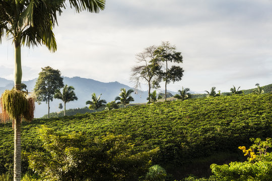 Zona cafetera colombia