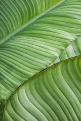 A natural pattern created by palm leaves.