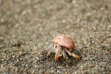 Hermit crab (paguroidea fam.) on the sand, Marino Ballena National Park, Provincia de Puntarenas, Costa Rica.