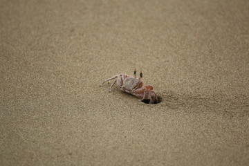 Ghost crab (Ocypode sp.) hiding in its sand hole in Marino Ballena Park beach. Provincia de Puntarenas, Costa Rica.