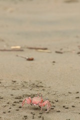 Ghost crab (Ocypode sp.) walking on the sand in Marino Ballena Park beach. Provincia de Puntarenas, Costa Rica.