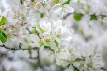 Macro of apple tree branch in blossoming apple orchard, selective focus.