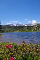 Fototapeta na wymiar Etang de montagne Carlit dans les Pyrénées Orientales et fleurs roses de rhodendrons