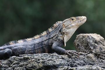 Iguana portrait profile on a rock.