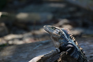 Iguana portrait profile on a rock.