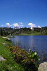 Fototapeta na wymiar Etang de montagne Carlit dans les Pyrénées Orientales et fleurs roses de rhodendrons