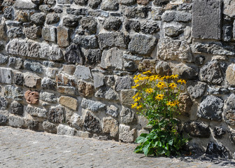 Orange coneflowers growing growing in a wall chink