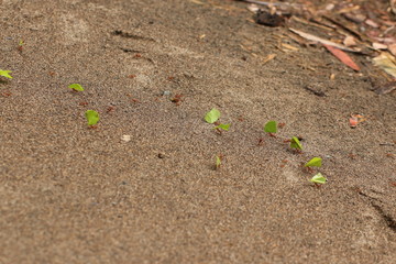 Leaf cutter ants at work, transporting small pieces of cutted leaves to their anthill . Leaf-Cutting Ants (Atta cephalotes) are also known with the spanish name zampopas. Costa Rica.