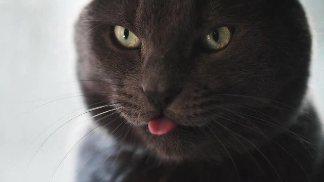 gray cat with green eyes licking his lips in slow motion 180fps