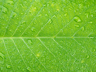 Rain Drops Perched on The Creeper Silver Leaf