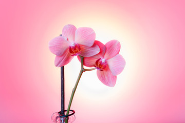 Beautiful pink orchid - phalaenopsis