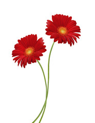 gerber flower isolated on white background