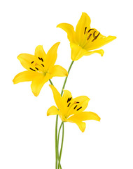 Flowers. Yellow lilies on a white background, top view