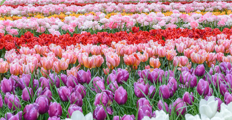 Spring tulip field in garden, Amsterdam, Netherlands