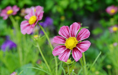 Obraz premium Cosmos flowers