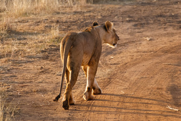 Obraz premium Lioness walking away, Tsavo West National Park, Kenya