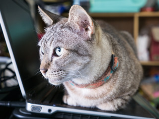 Tabby Cat Relaxing on The Laptop