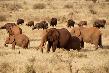 Elephants and Buffalos in Tsavo West National Park, Kenya
