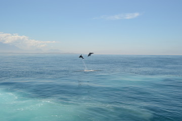 Naklejka premium Spinner dolphins