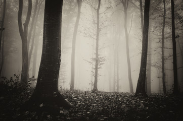 dark mysterious foggy woods