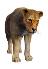 Obraz na płótnie Canvas 3D Rendering Female Lion on White