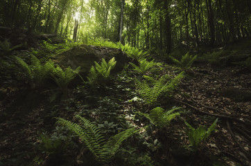 Obraz premium vegetation in natural green forest in summer