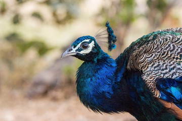 Fototapeta premium Portrait of a peacock, Ranthambore National Park, Rajasthan