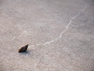 Snail Crawling Traces