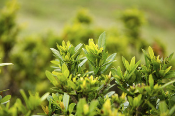 Green leaf pattern background