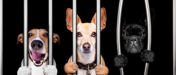 dogs behind bars in jail prison