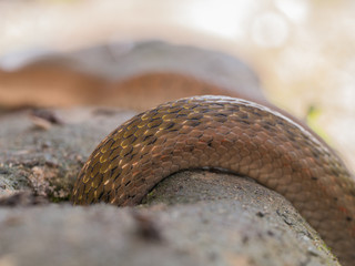 Brown Snake down The Hole