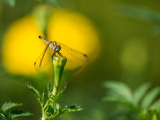 The Dragonfly Perched on The Bud
