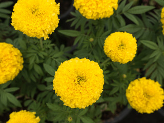 Marigold Blooming in The Farm