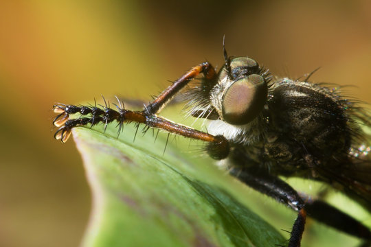 The fly, dragonfly has a rest under the sun. Close up. Wildlife. Муха, стрекоза отдыхает под солнцем. Крупный план. Живая природа 
