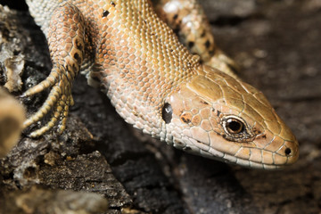 Sound sleep. To be basked in the sun. The lizard is basked in the sun. Tranquillity. Крепкий сон. Греться на солнце. Ящерица греется на солнце . Спокойствие