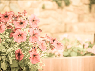 Cross process tone of pink flowers in the park or garden.