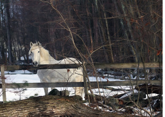 White Horse at the Fenceling