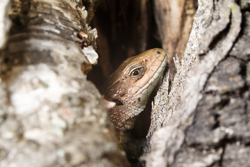 Sound sleep. To be basked in the sun. The lizard is basked in the sun. Tranquillity. Крепкий...