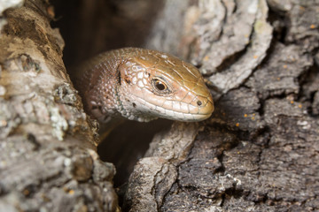 Sound sleep. To be basked in the sun. The lizard is basked in the sun. Tranquillity. Крепкий сон. Греться на солнце. Ящерица греется на солнце . Спокойствие