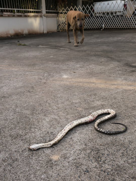 Snake Was Bitten By The Dog Died In The House