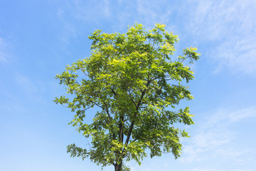 A green tree  on blue sky background