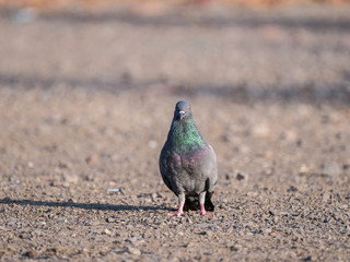 Green-Neck Pigeon Standing Straight