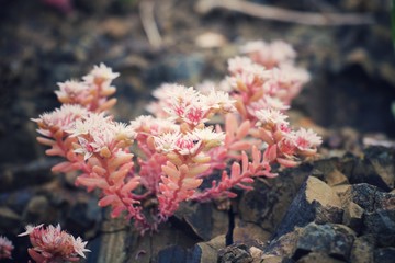 Beautiful wild flowers growing between stones