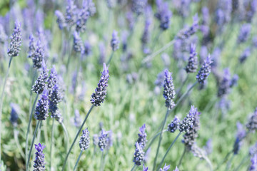 Detail of Lavandula flowering