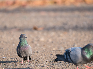 Green-Neck Pigeon Standing Straight