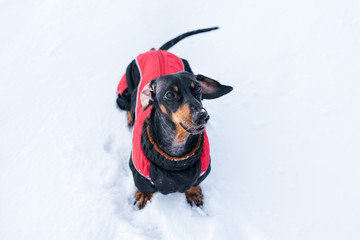 top view of the dog, dachshund, black and tan, in red clothes (sweater),  plays on the snow